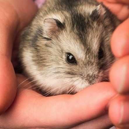 ручні хом'ячкі бусінки очки джунгарики карликові хом'яки