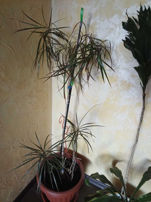 Детки большой пальмы и другие комнатные цветы