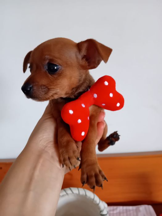 Pinscher Miniatura