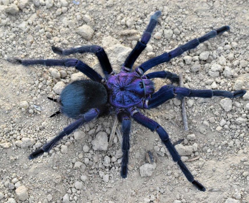 Phormictopus sp. dominican purple L4