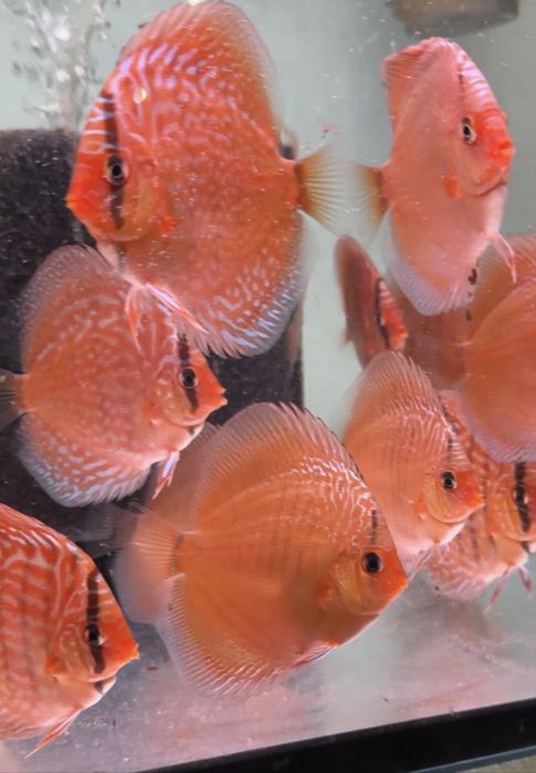 Paletki Snake Skin  8cm  - młode dyskowce