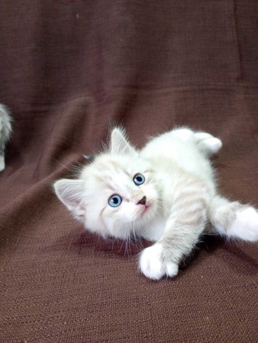 Отдам котят в хорошие руки.