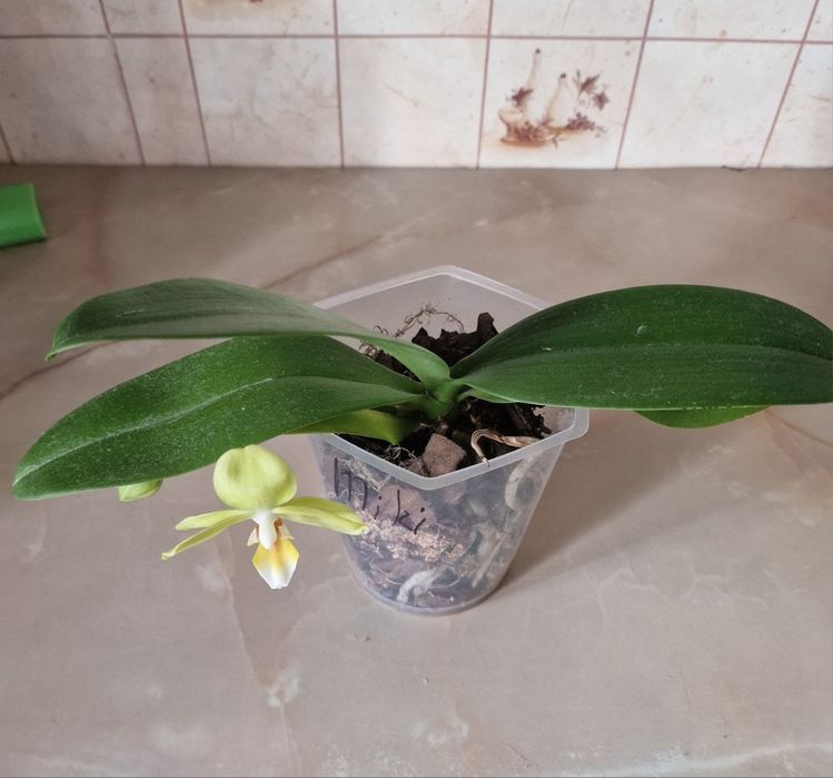 Орхідея мікі азія Амадеус