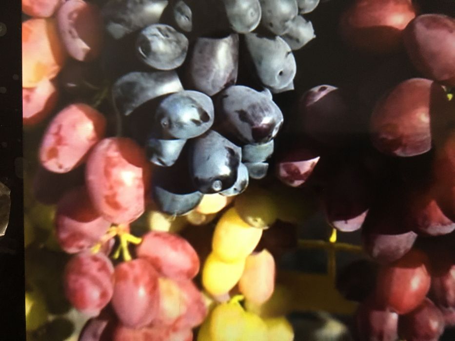 Саджанці смачного винограду