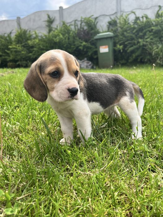 Beagle tricolor chip
