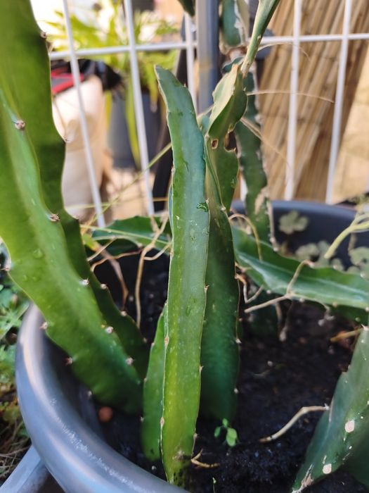 Planta de Pitayas, com raiz