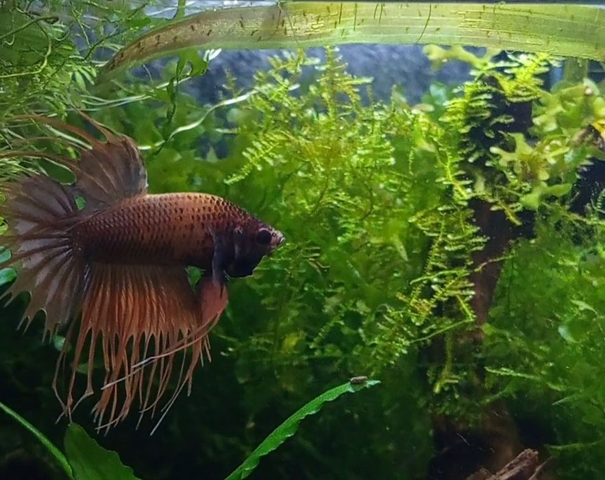 Bojownik młody na sprzedaż