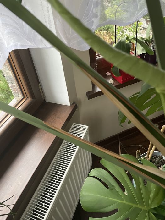 Monstera kwiat olbrzymia zadbana