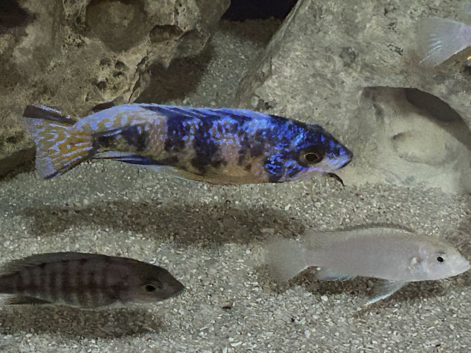 Ciclideos Africanos lago malawi