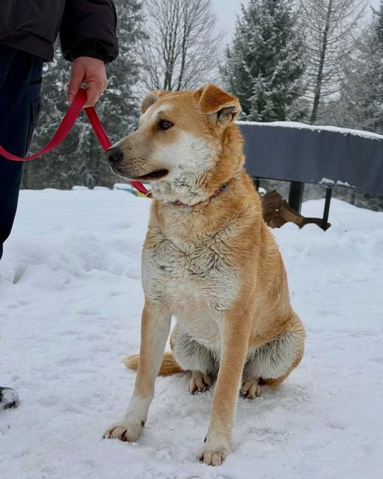 Куб, метис, шукає дім