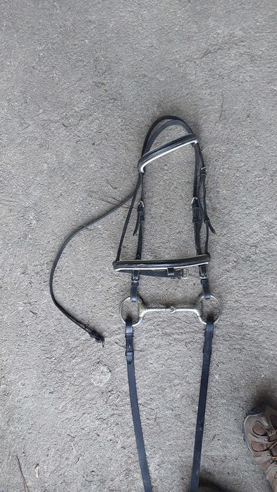 Égua montada com livro azul