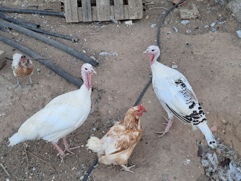 Duzia ovos de perúa galados