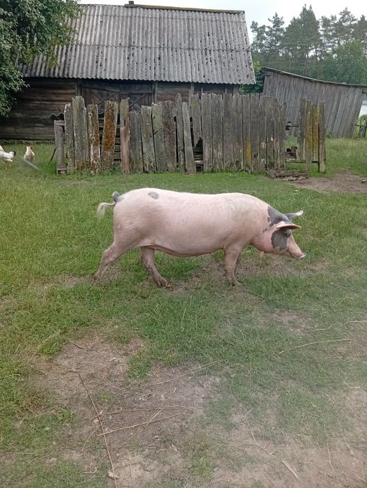 Продам свиней і поросят