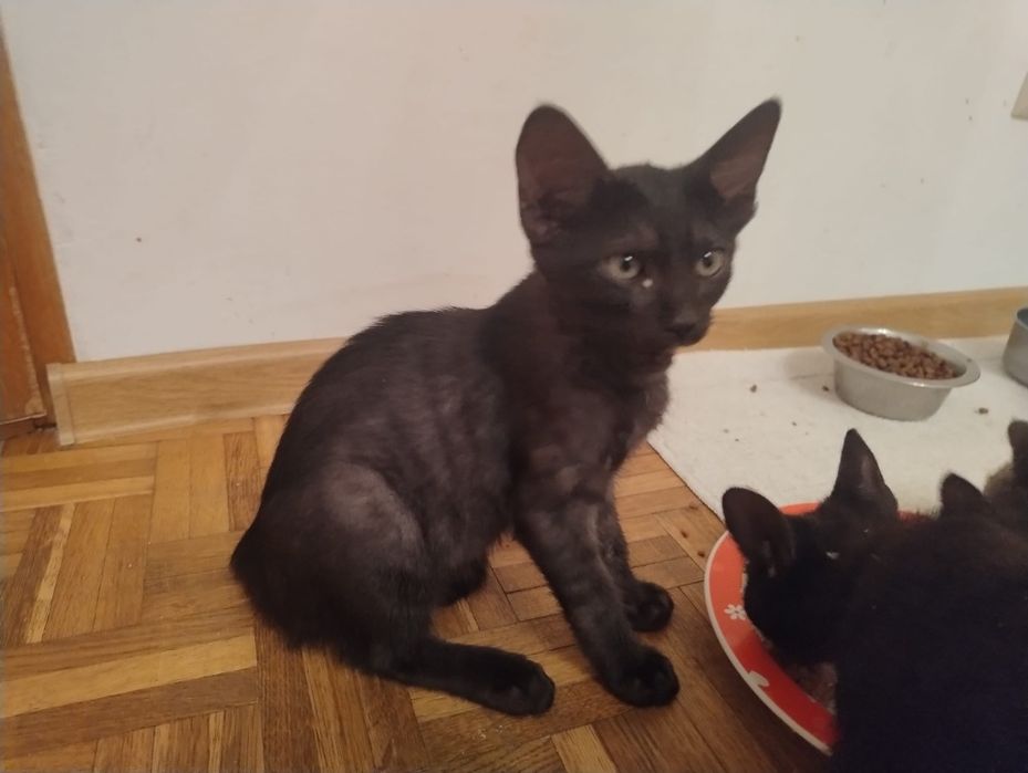 kocurek szuka domu