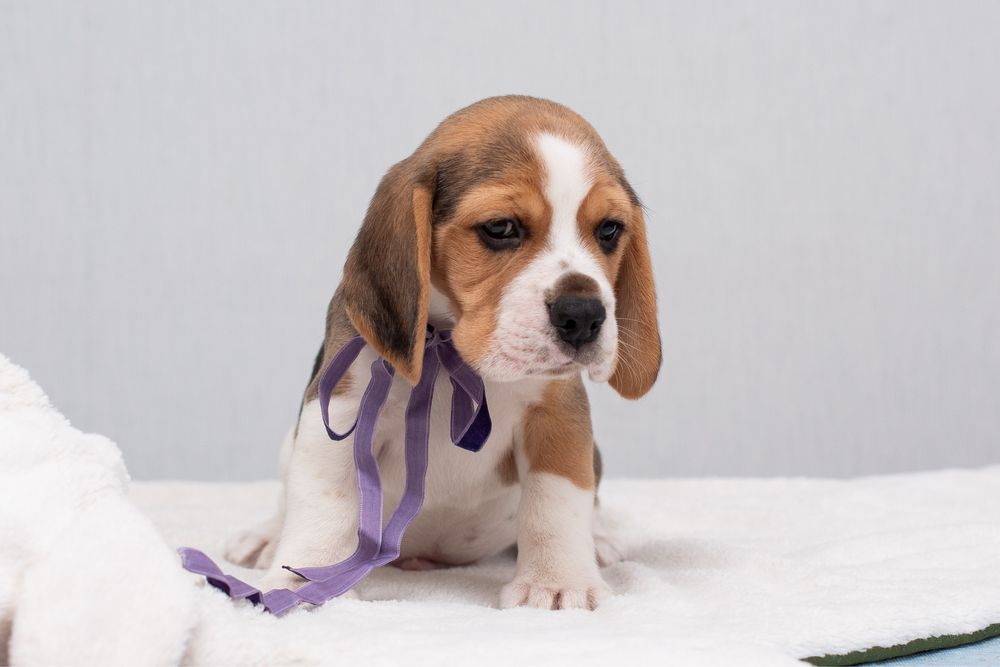 Бігль, цуценята хлопчики та дівчата, відкрито бронювання