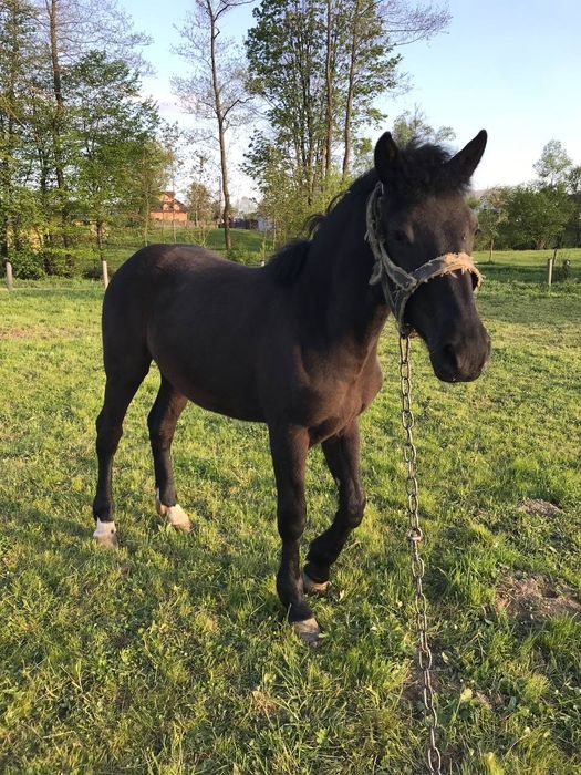 Лошичка чорна 10 міс