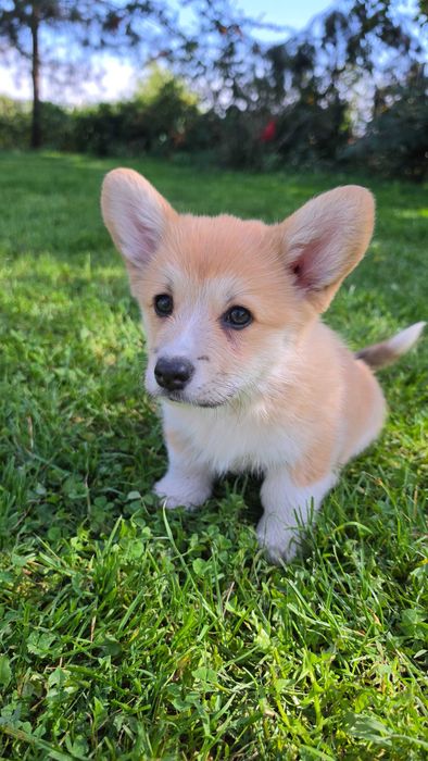 Welsh Corgi Pembroke szczeniak