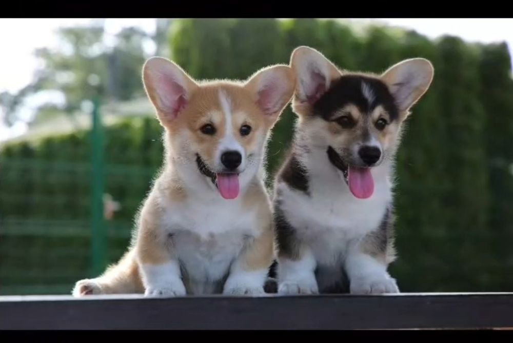 Вельш коргі пемброк