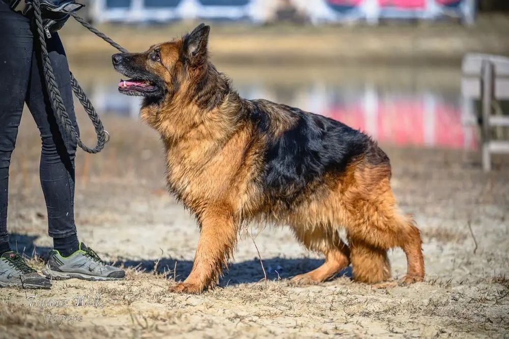 Super mądra i proludzka sunia owczarka do adopcji