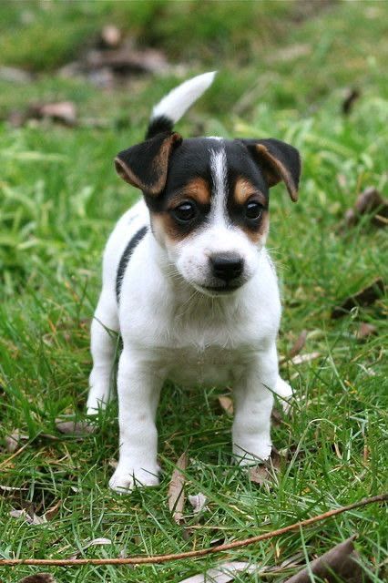 Jack Russel qualidade