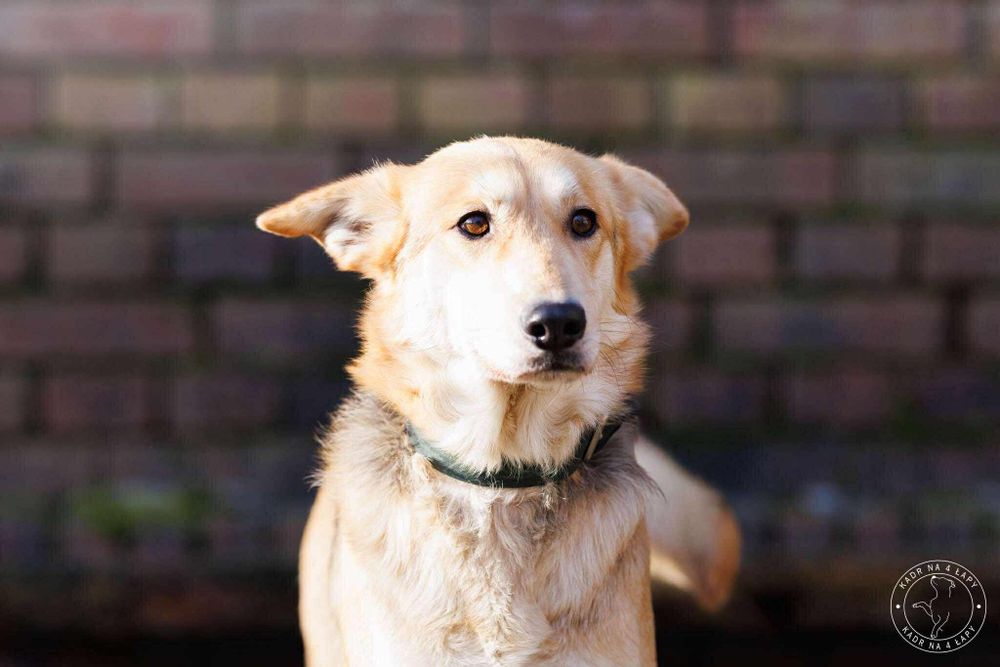 Zina- młoda suczka do adopcji!