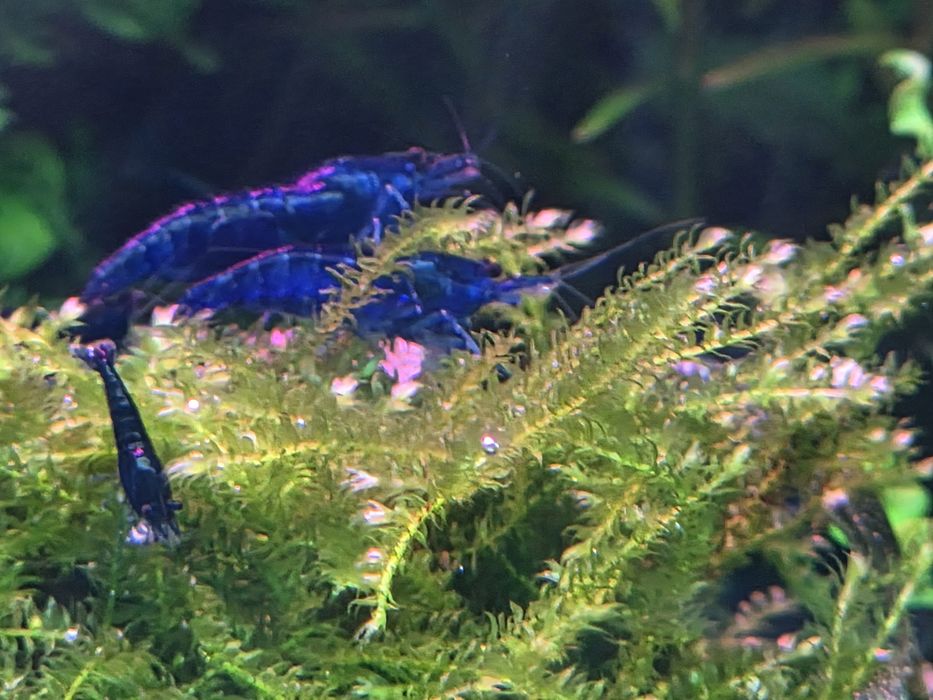 Camarões neocaridina Blue Dream + oferta pequena porção/plantas