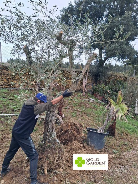 Oliveiras a partir de 100€