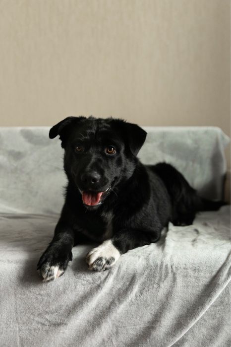 Віддам собаку в добрі руки