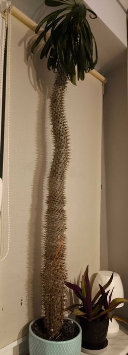 Pachypodium lamerei - palma Madagaskaru 120cm