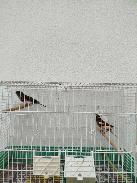 Para dispensar canários alerquim lipocromo e vermelho