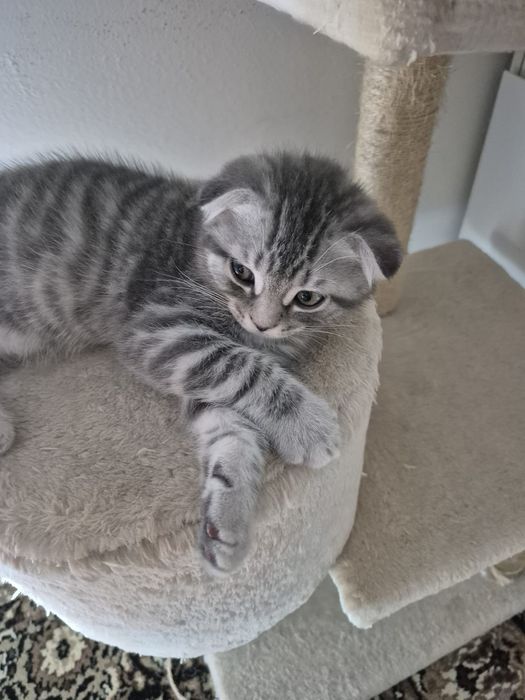 Gatinho Scotish Fold