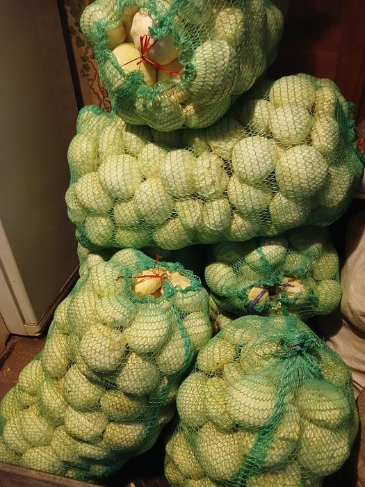 Капуста  білокачанна