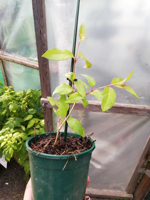 Planta Brinco de Princesa - Fucshia