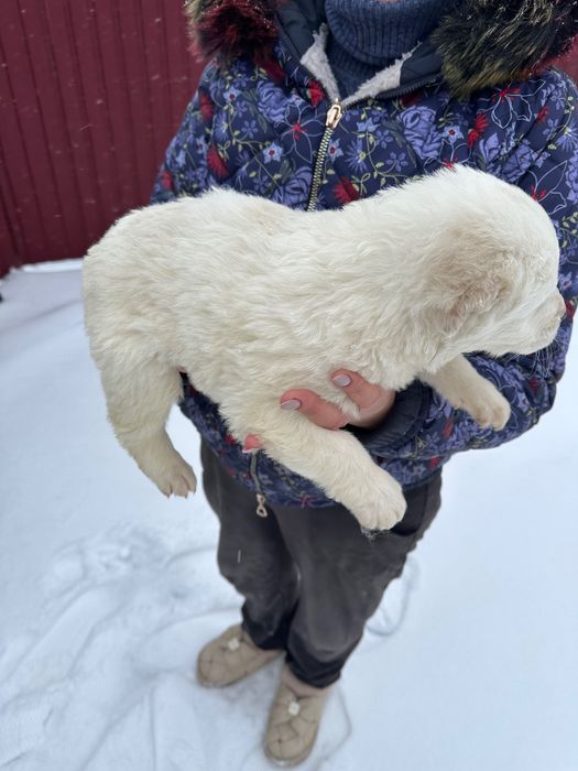 Продам цуценята Алабая
