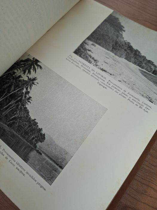 As Florestas de Timor por Ruy Cinatti