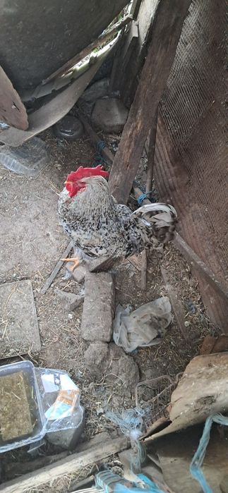 Galos de ótima qualidade caseiros