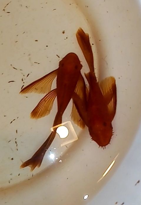 Harem para zbrojnik super red long fin glonojad czerwony Ancistrus