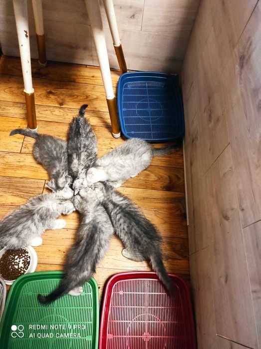 Малютка шотландка любительница пошалить