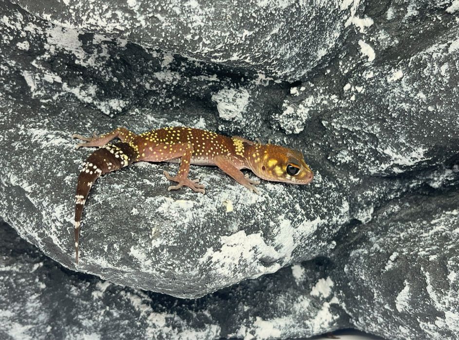 Gekon gekony underwoodisaurus milii