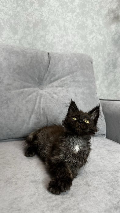 Дівчинка мейн-кун в чорному забарвлені