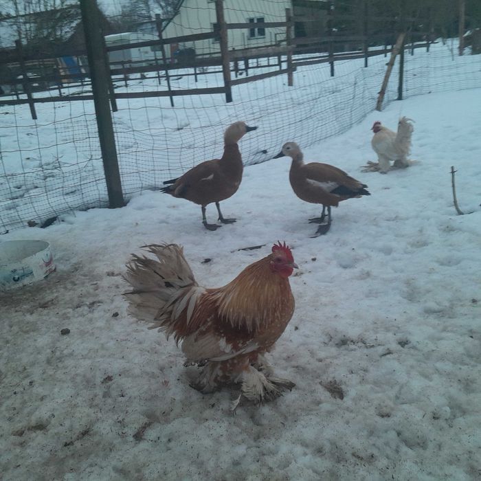 karzełek łapciaty jaja lęgowe