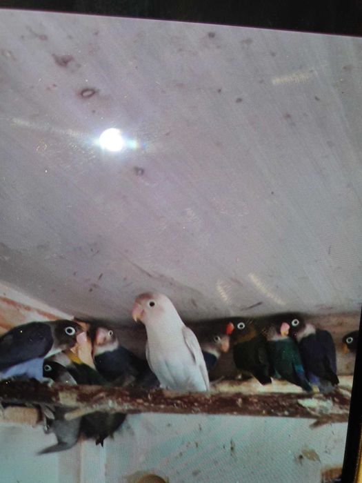 personatus e fischers  25