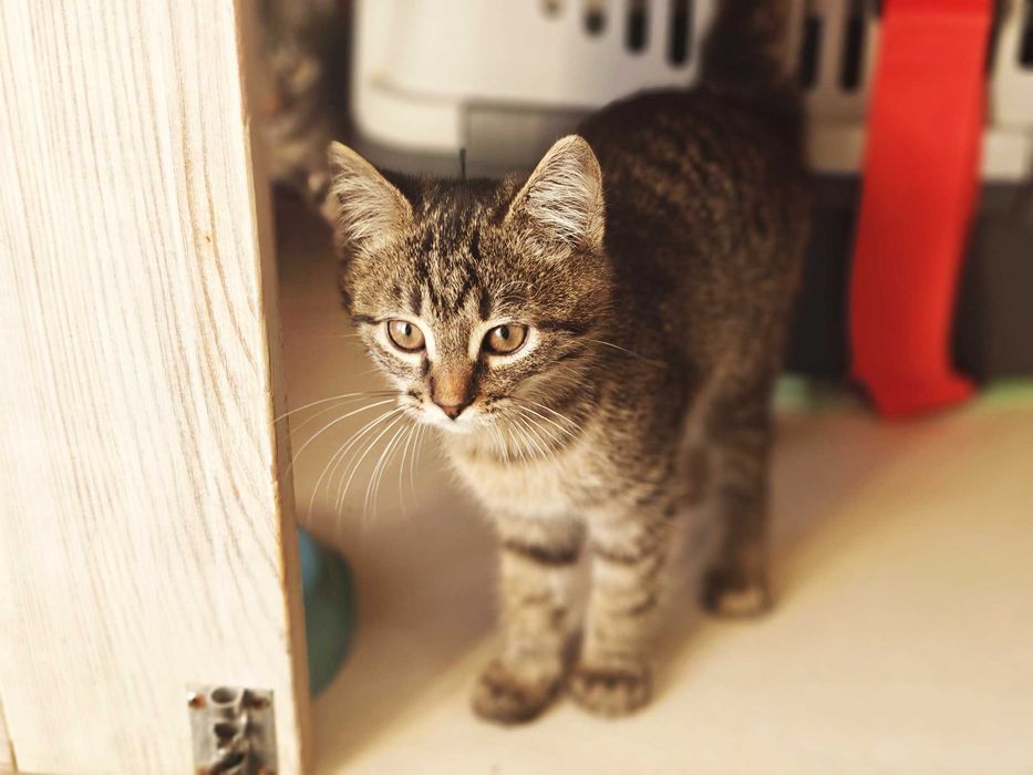 Увага! Коти, котики.  Кошенятко Мікеланджело, 2 міс. Коти, котики