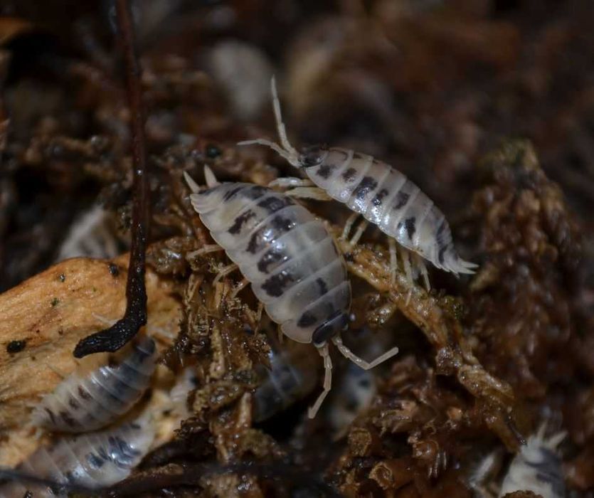 Isopody - nadwyżki hodowlane