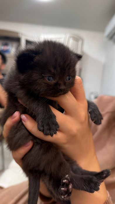 Кошенята шотландські