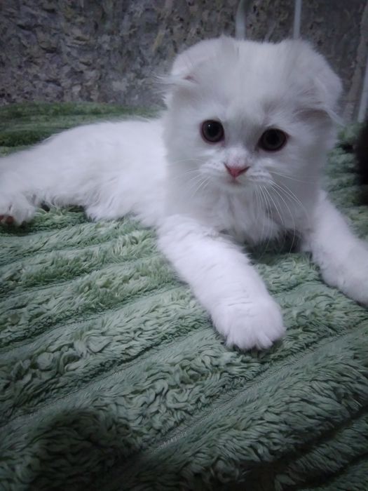 Біленький шотландик