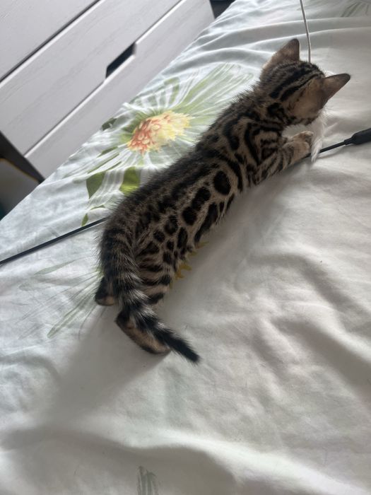 Бронювання бенгальських кошенят