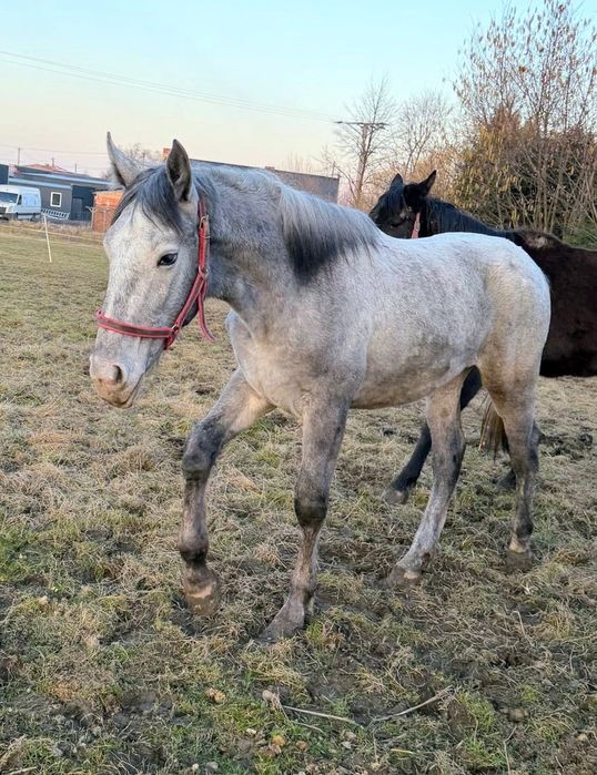 Młoda przyszłościowa klacz