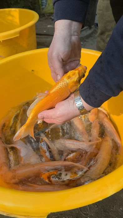 Pstrąg stawowy węgorz lin karp koi