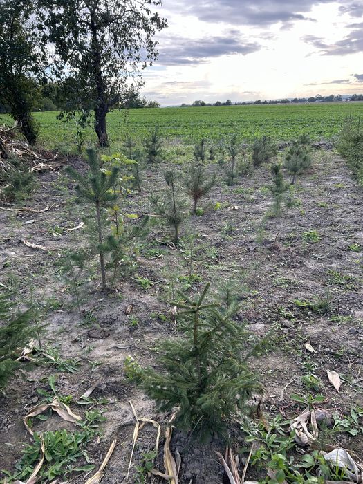 Drzewka Swierk Sosna Brzoza